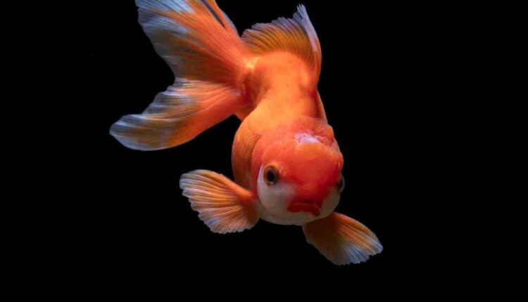 Popular West London fish and chip shop with queues out the door every day that Jamie Oliver loves